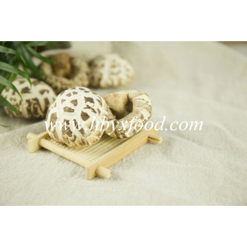 Flor de calidad seta shiitake seta vegetal